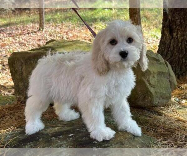 Medium Photo #4  Breeder Profile in CHRISTIANSBURG, VA, USA