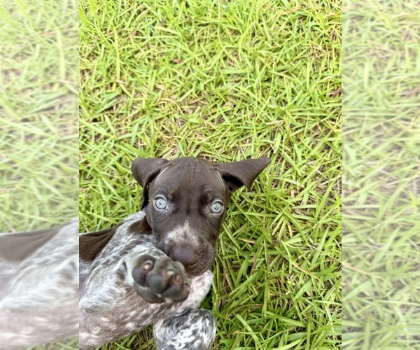 Medium Photo #21  Breeder Profile in LYONS, GA, USA
