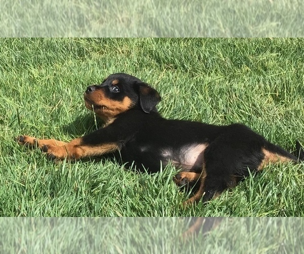 Medium Photo #62  Breeder Profile in OAK GLEN, CA, USA