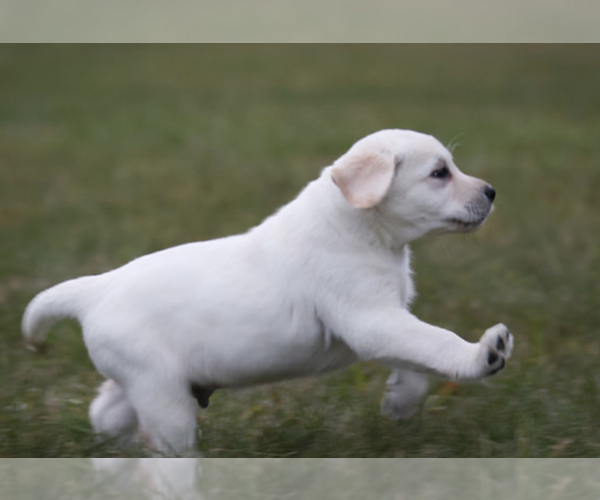 Medium Photo #15  Breeder Profile in COLUMBIA CROSS ROADS, PA, USA