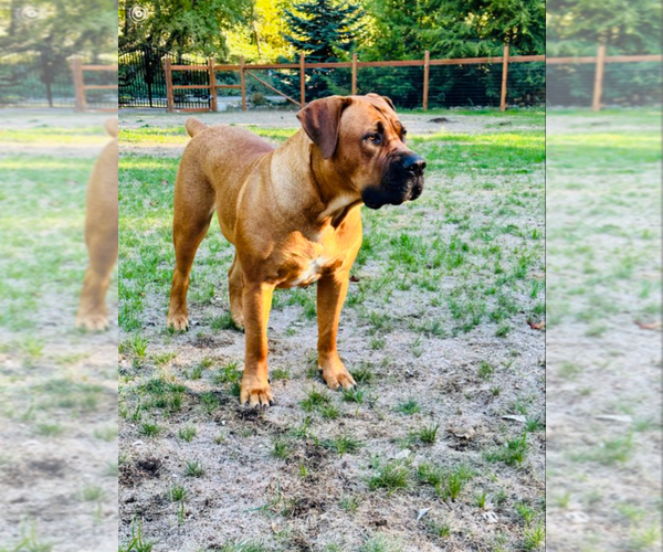 Medium Photo #22  Breeder Profile in ROY, WA, USA