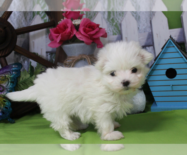 Medium Photo #28  Breeder Profile in CHANUTE, KS, USA