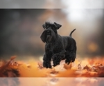 Small #1 Breeder Profile image