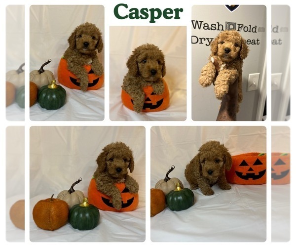 Medium Photo #4  Breeder Profile in BALTIMORE, MD, USA