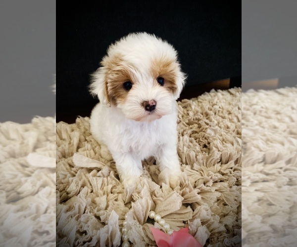 Medium Photo #2  Breeder Profile in CROSSVILLE, TN, USA
