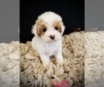 Small #1 Breeder Profile image