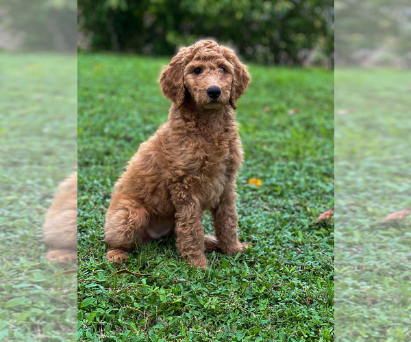 Medium Photo #1  Breeder Profile in CAPE CORAL, FL, USA