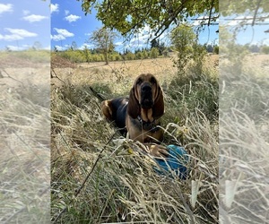 Bloodhound Dog Breeder near SWEET HOME, OR, USA