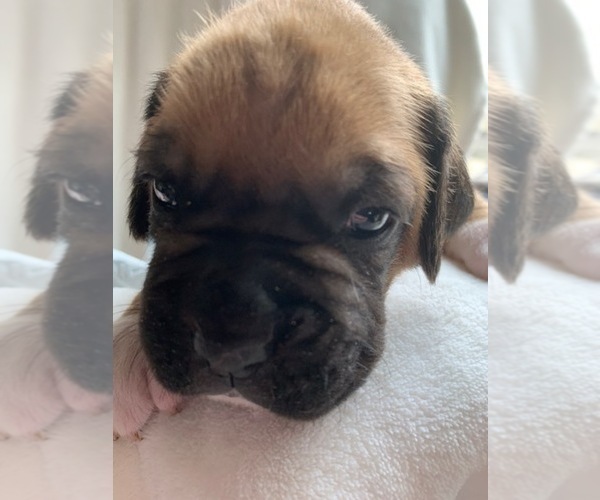 Medium Photo #6  Breeder Profile in FAIRFIELD, CA, USA