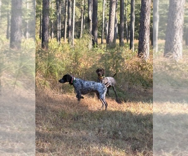 Medium Photo #1  Breeder Profile in HOPE MILLS, NC, USA