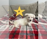 Small breeder photo