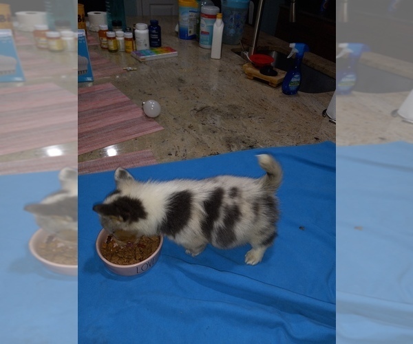 Medium Photo #2  Breeder Profile in MYRTLE BEACH, SC, USA