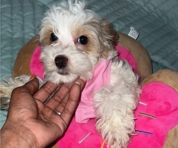 Medium Photo #1  Breeder Profile in MANHATTAN, NY, USA