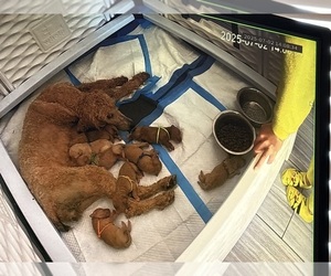 Poodle (Standard) Dog Breeder near REDLANDS, CA, USA