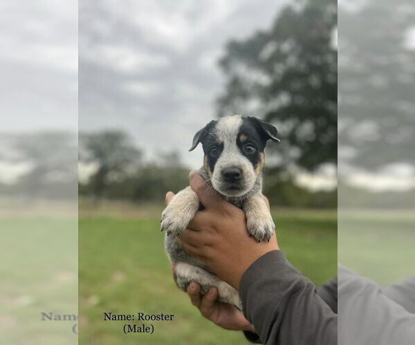 Medium Photo #13  Breeder Profile in BEDIAS, TX, USA