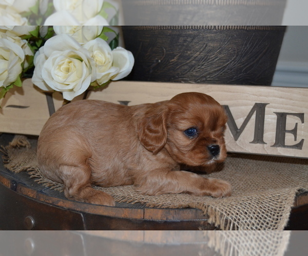 Medium Photo #8  Breeder Profile in GREENWOOD, WI, USA