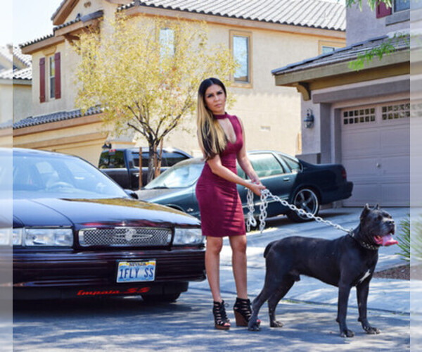 Medium Photo #1  Breeder Profile in NORTH LAS VEGAS, NV, USA