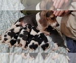 Small breeder photo