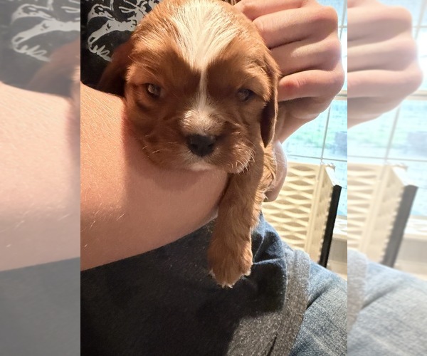 Medium Photo #3  Breeder Profile in WAXAHACHIE, TX, USA