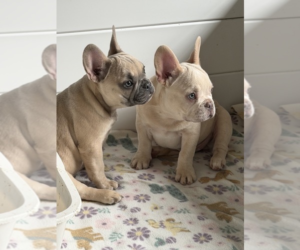 Medium Photo #8  Breeder Profile in OZARK, AL, USA