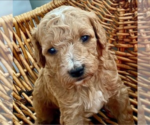 Goldendoodle-Poodle (Miniature) Mix Dog Breeder in Cochrane,  Canada