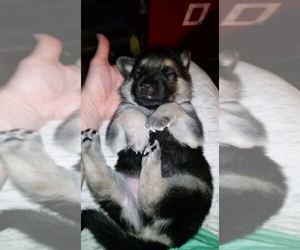 Medium Photo #1  Breeder Profile in QUANAH, TX, USA
