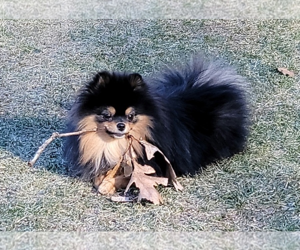 Medium Photo #2  Breeder Profile in LONE ROCK, WI, USA