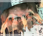 Small #6 Breeder Profile image