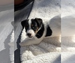 Small #5 Breeder Profile image