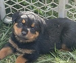 Small breeder photo