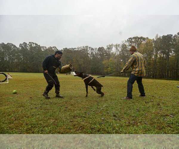 Medium Photo #31  Breeder Profile in FORT LAUDERDALE, FL, USA