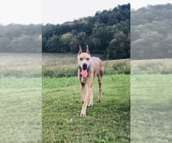 Medium Photo #1  Breeder Profile in CAVE CITY, KY, USA