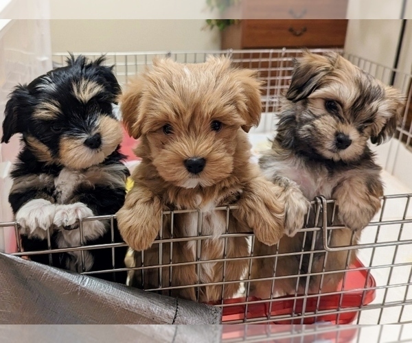 Medium Photo #12  Breeder Profile in POST FALLS, ID, USA