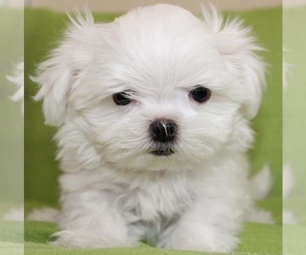 Medium Photo #1  Breeder Profile in JUNIPER HILLS, CA, USA