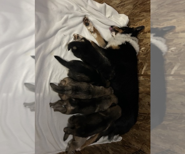 Medium Photo #35  Breeder Profile in DEMING, WA, USA