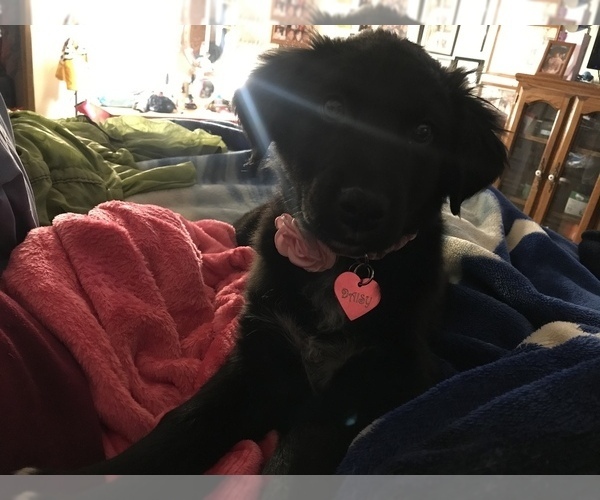 Medium Photo #78  Breeder Profile in SUNNYVALE, CA, USA