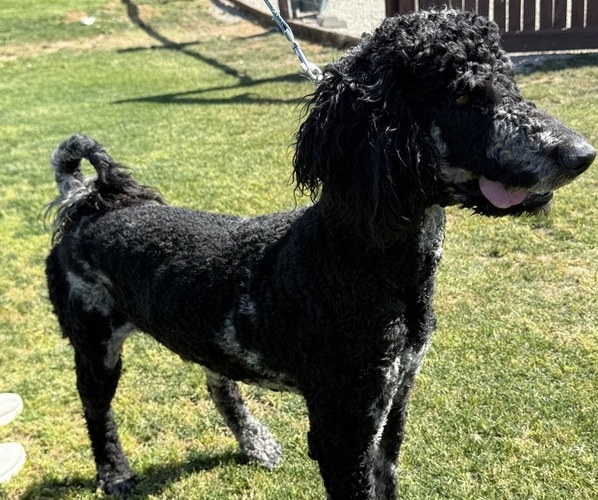 Medium Photo #1  Breeder Profile in BAKERSFIELD, CA, USA