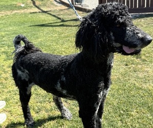 Poodle (Standard) Dog Breeder near BAKERSFIELD, CA, USA