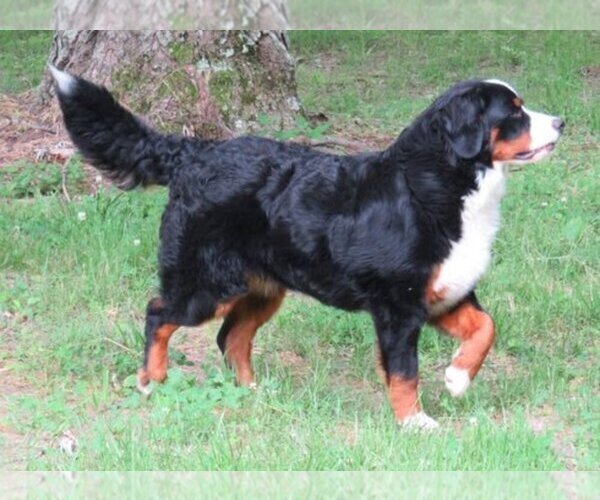 Medium Photo #1  Breeder Profile in HOPKINSVILLE, KY, USA