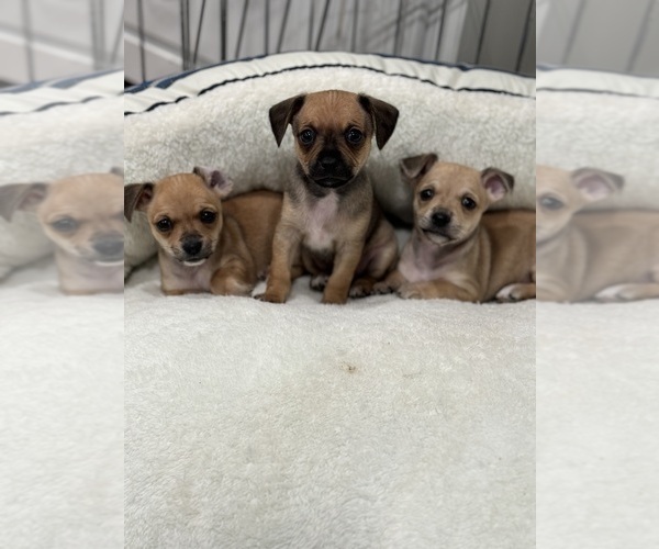 Medium Photo #1  Breeder Profile in ANTIOCH, CA, USA