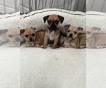 Small breeder photo