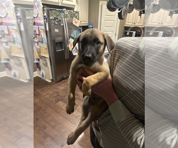 Medium Photo #18  Breeder Profile in ATHENS, AL, USA