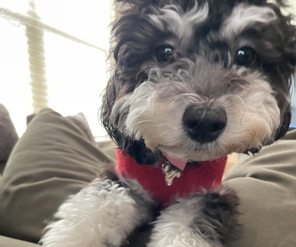 Medium Photo #1  Breeder Profile in ALBANY, NY, USA