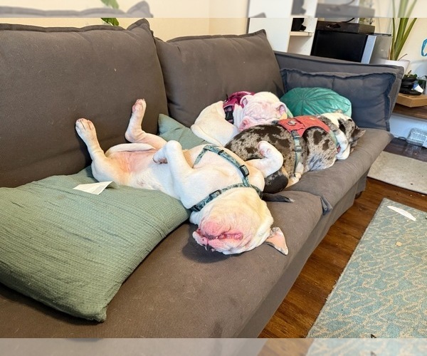 Medium Photo #3  Breeder Profile in PORTLAND, OR, USA