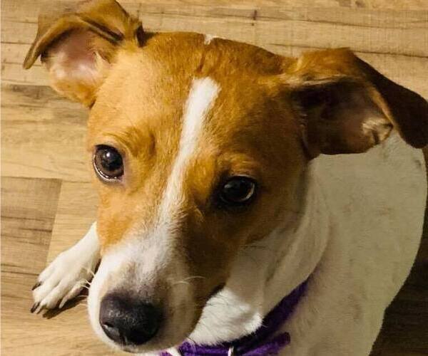 Medium Photo #24  Breeder Profile in KINGSVILLE, MO, USA