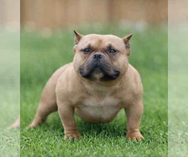 Medium Photo #5  Breeder Profile in PUYALLUP, WA, USA