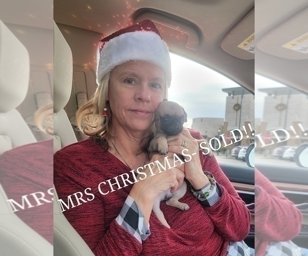 Medium Photo #12  Breeder Profile in CINCINNATI, OH, USA