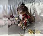 Small #54 Breeder Profile image