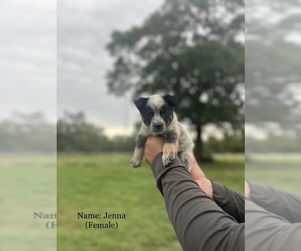 Medium Photo #18  Breeder Profile in BEDIAS, TX, USA