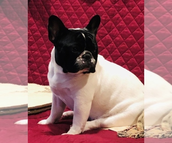 Medium Photo #1  Breeder Profile in COURTLAND, AL, USA